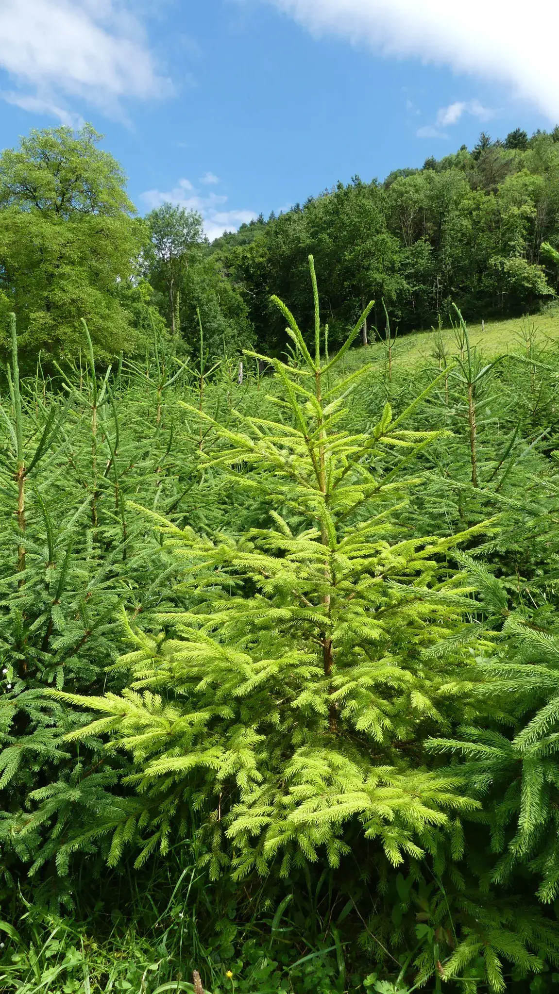 Jeune sapin aux pousses vert clair au milieu des herbes