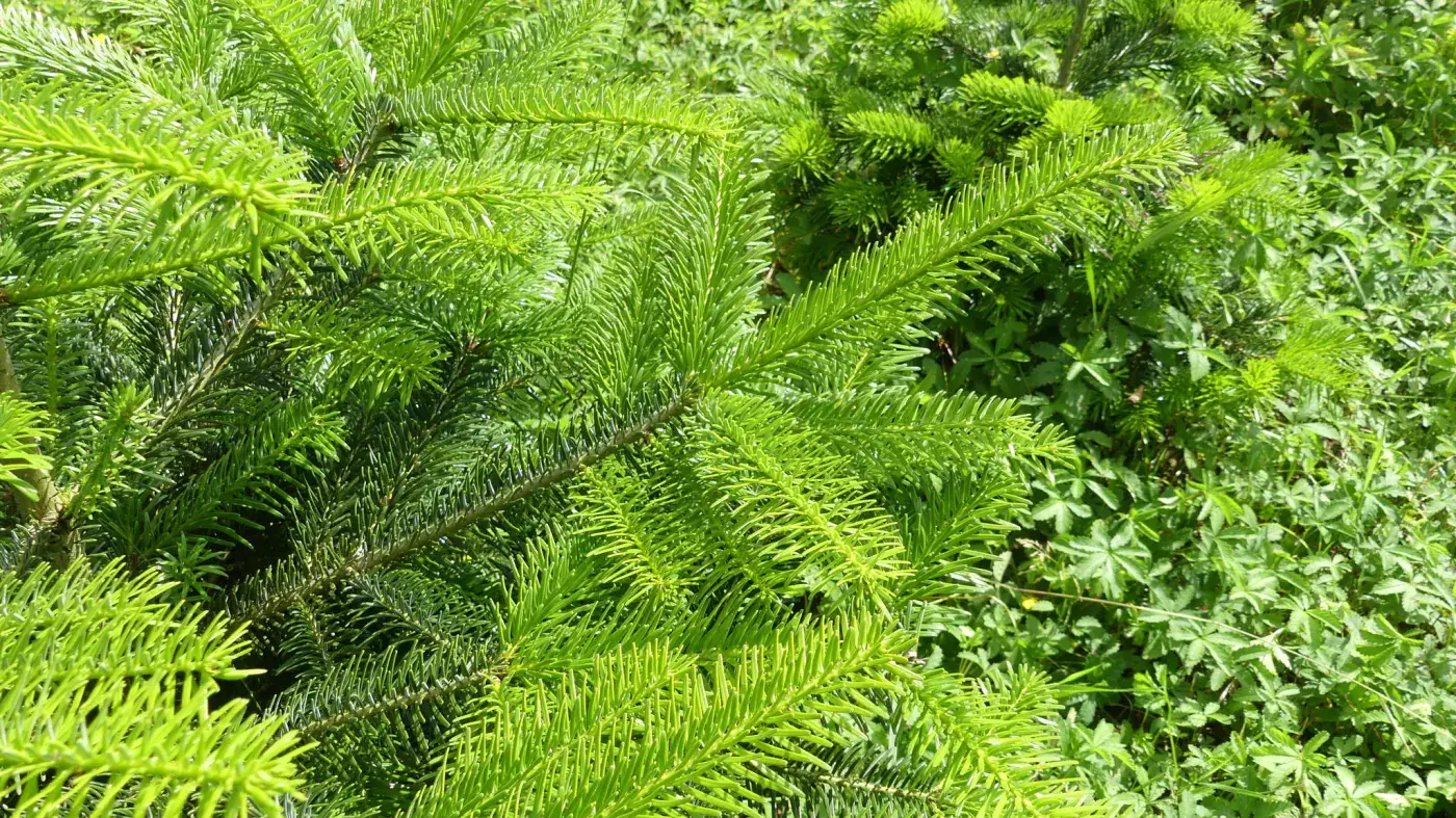 Gros plan sur les aiguilles d'un jeune sapin