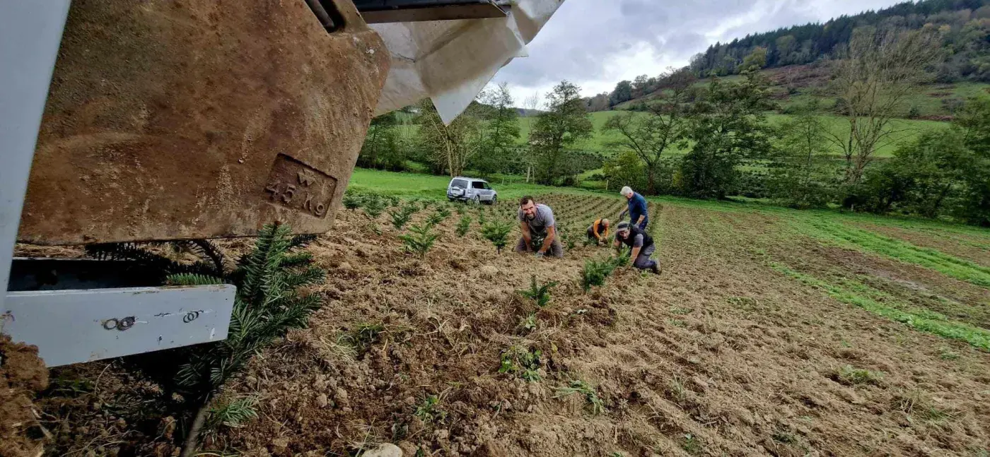 Plantation de jeunes sapins sur une parcelle fraîchement travaillée