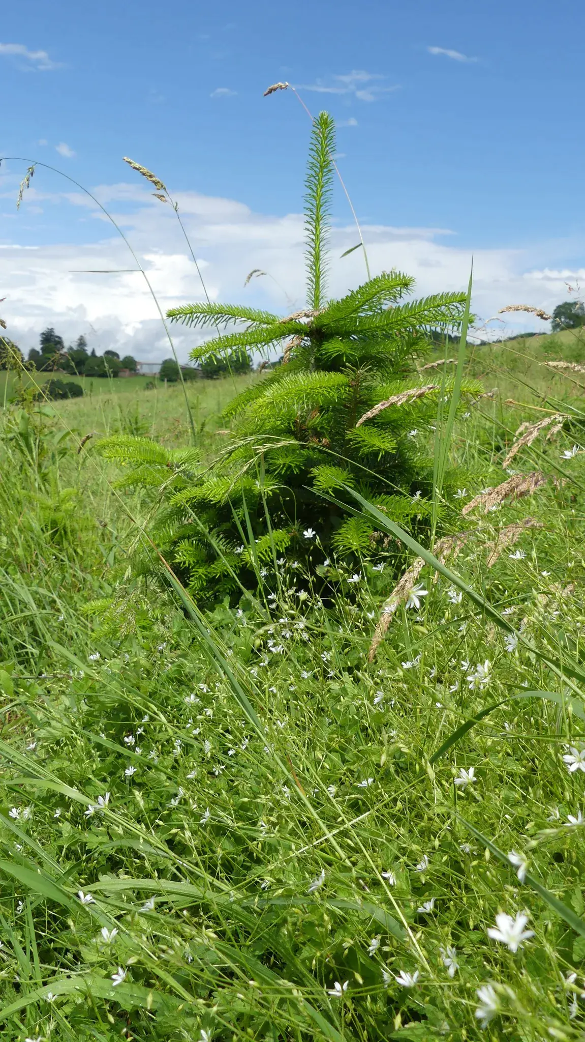 Jeune sapin bio dans une prairie fleurie, sous un ciel bleu