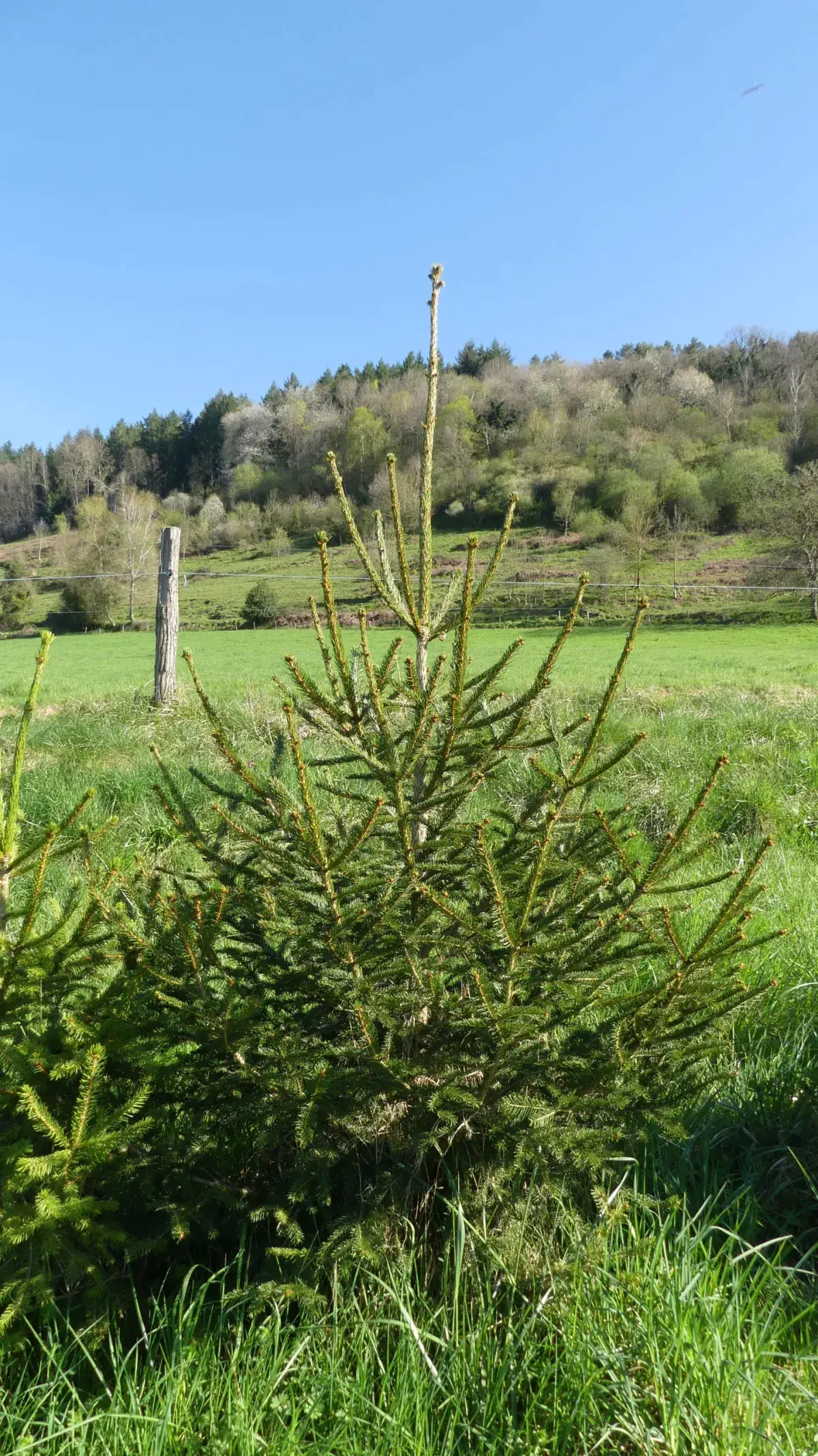 Épicéa bio dans notre parcelle de La Bastide-de-Sérou