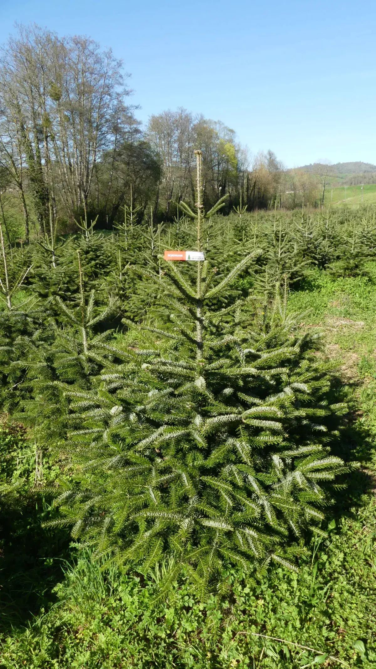 Sapin Nordmann bio dans notre parcelle de La Bastide-de-Sérou
