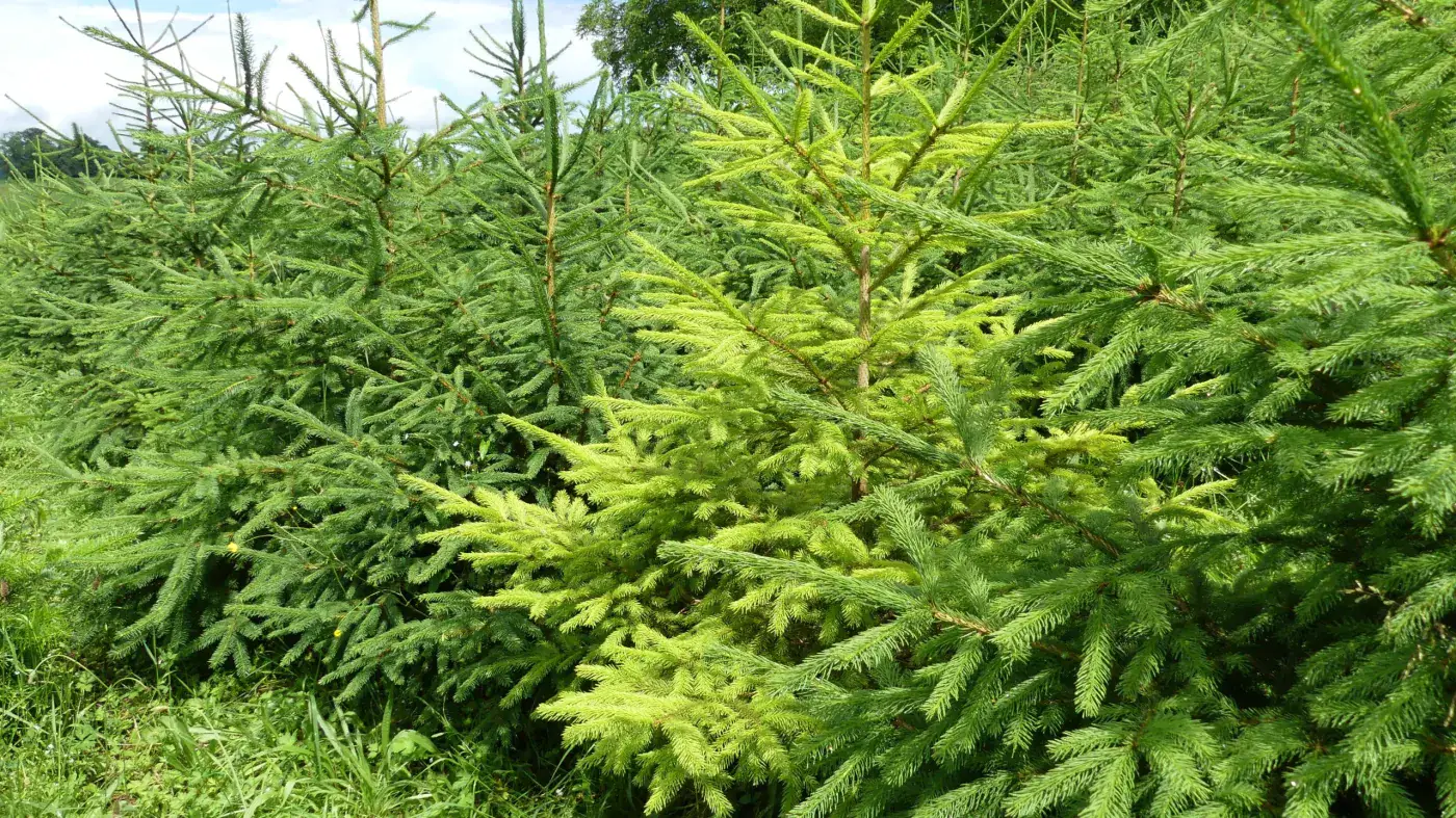 Jeunes sapins aux pousses vert clair dans la plantation