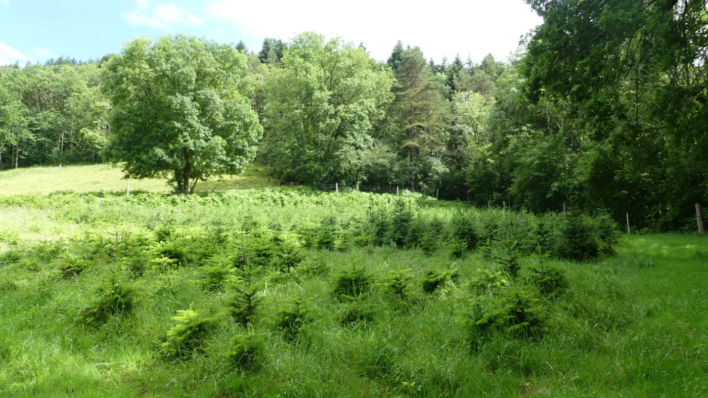 Vue sur la plantation de sapins bordée d'arbres