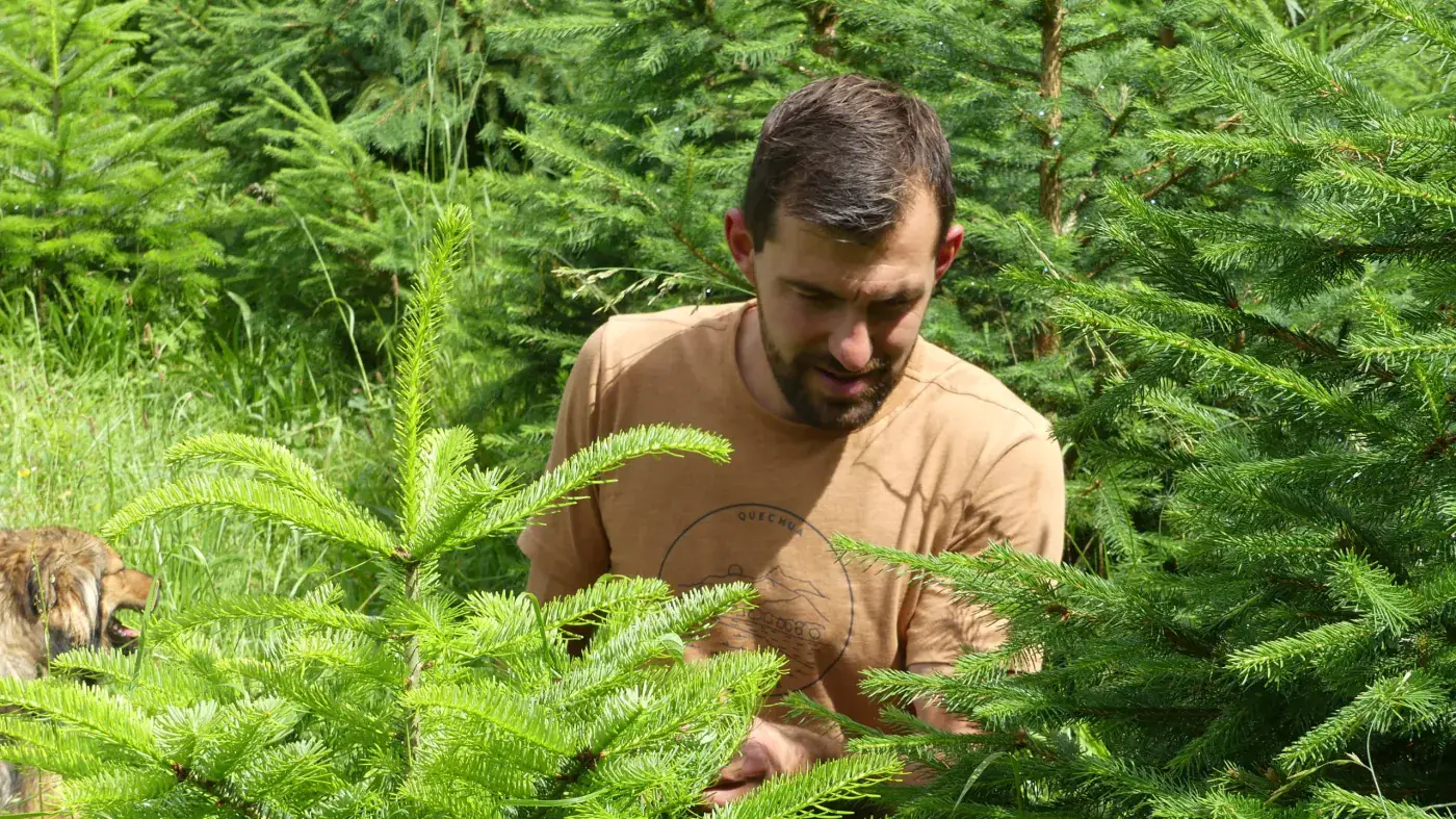 Un membre de l'équipe accroupi près d'un jeune sapin, avec un chien