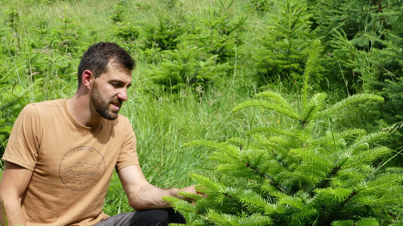 Un membre de l'équipe observe la pousse d'un jeune sapin