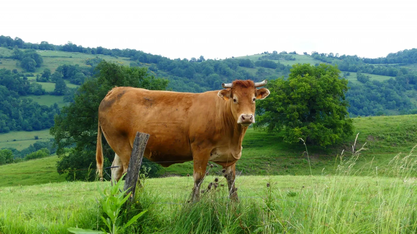 Vache au pré sur les collines de la ferme