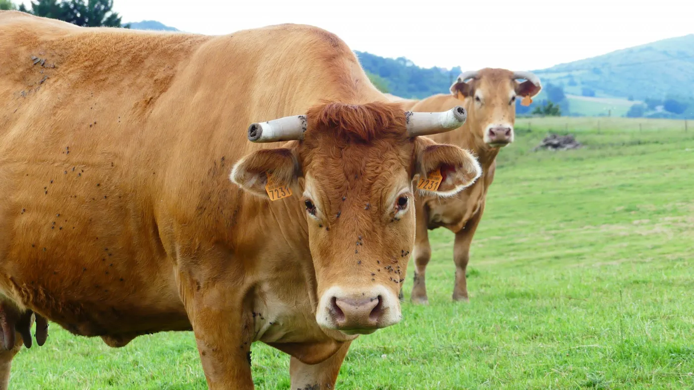 Vaches au pré sur l'exploitation familiale