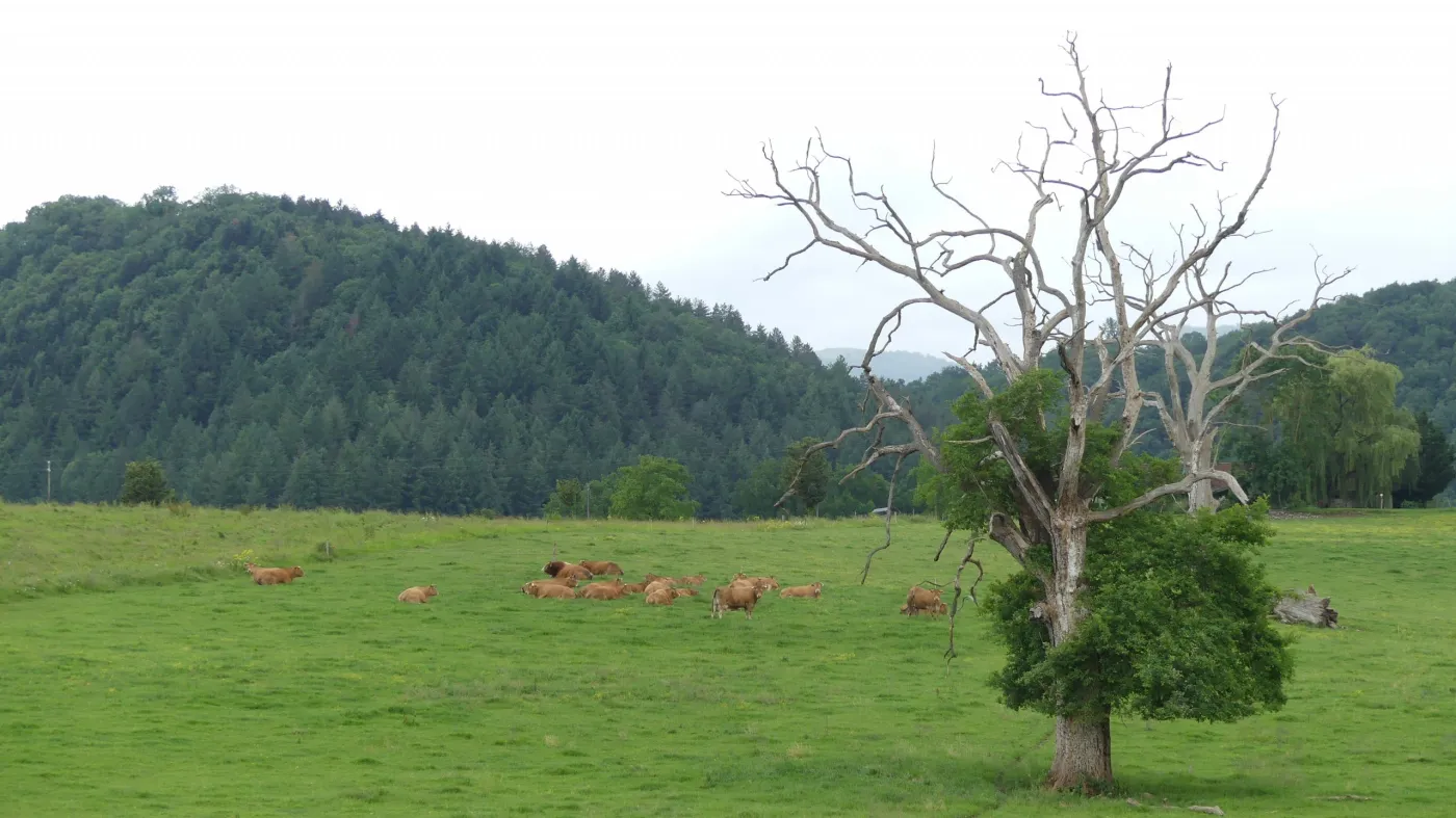 Troupeau au pré au pied des collines boisées