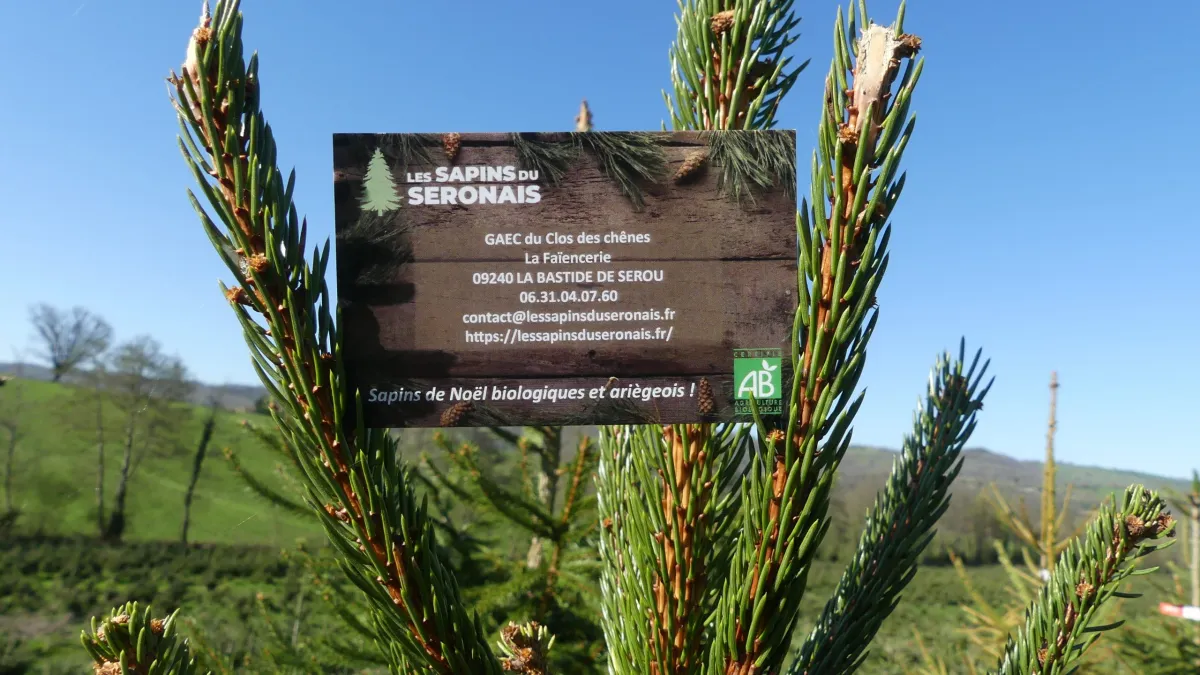 Panneau des Sapins du Séronais au milieu des branches de sapin