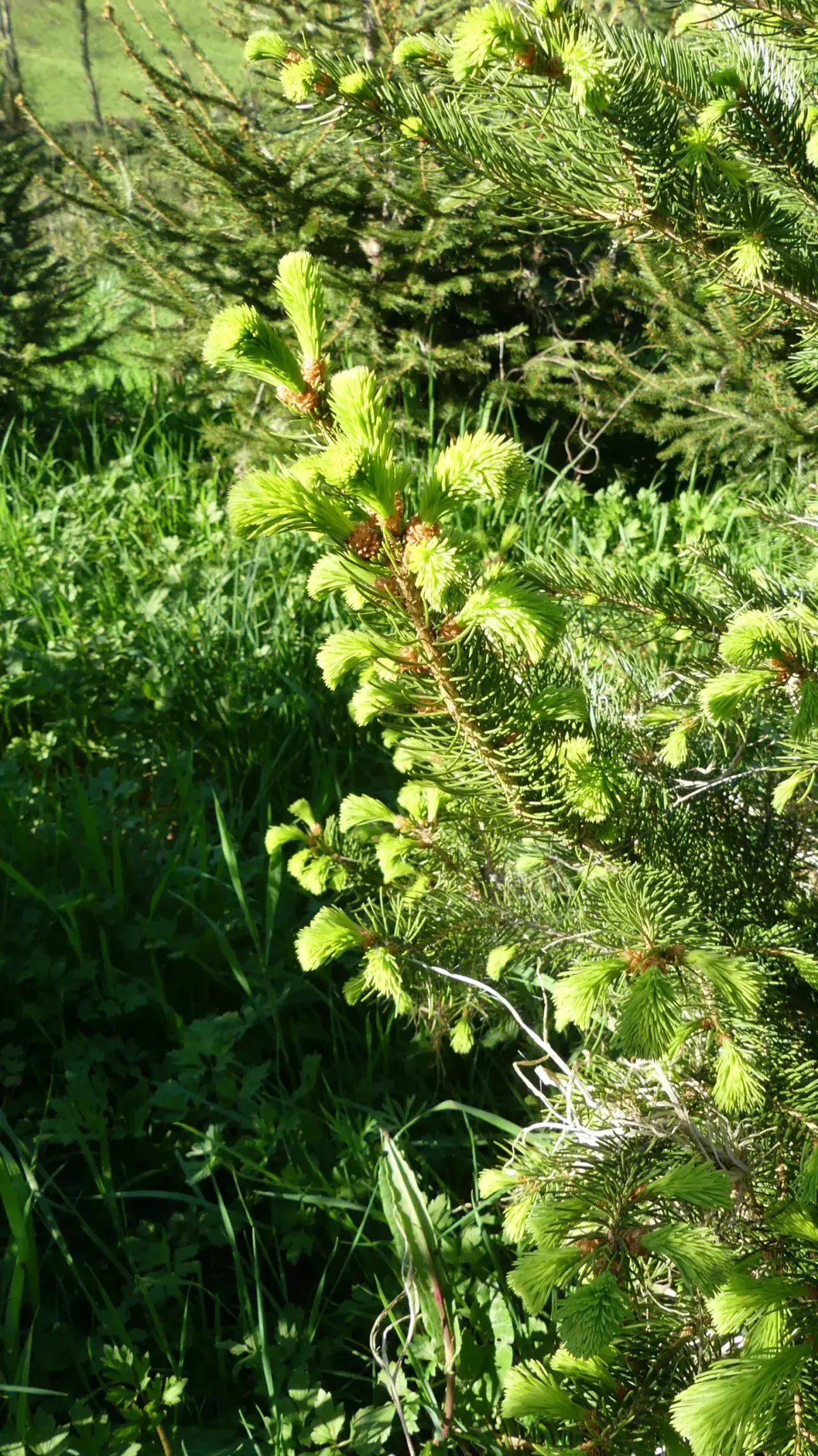 Pousses vert tendre d'un épicéa au printemps