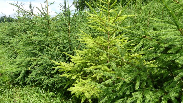 Laissez-vous séduire par la fraîcheur et la qualité de nos sapins bio. Faites de votre prochain Noël une célébration écoresponsable