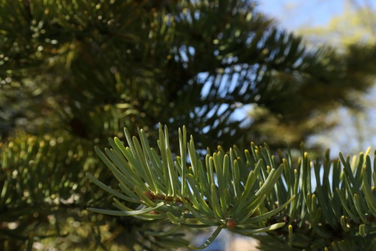 conserver son sapin de Noel